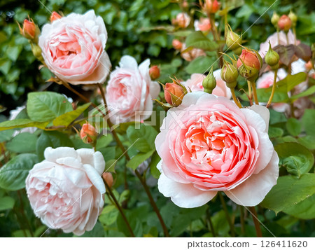 Bunch of pink flowers are in a garden 126411620