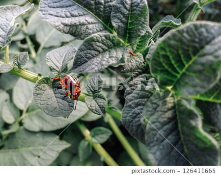 A bug is sitting on a leaf of a plant 126411665