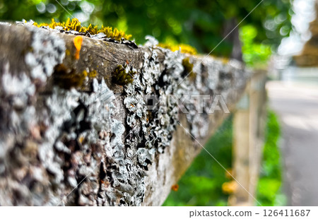 Wooden fence with moss growing on it Wooden fence with moss growing on it 126411687