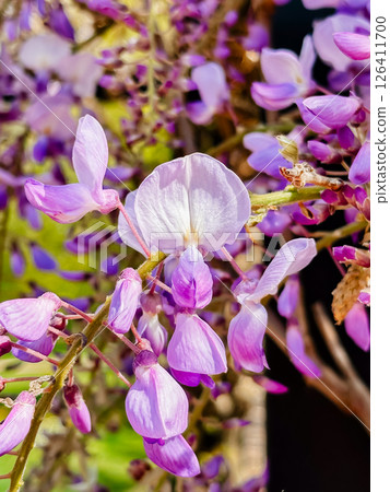 A bunch of purple flowers with a white center 126411700