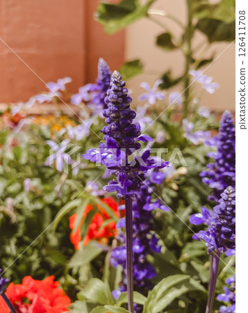 Purple flower with a red stem is in a garden Purple flower with a red stem is in a garden 126411708