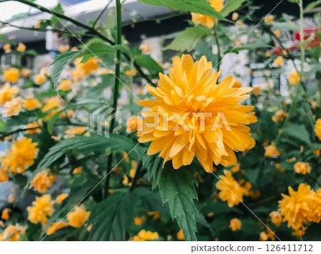 A yellow flower is in the foreground of a green bush 126411712