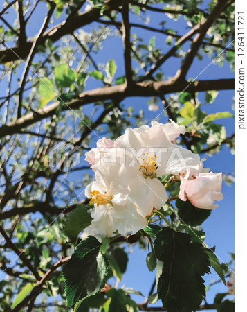 A white flower blooming in a tree with a blue sky in the background 126411721