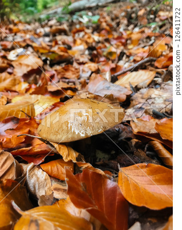 A mushroom is sitting on top of a pile of leaves 126411722