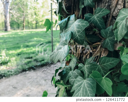 A tree with ivy growing on it A tree with ivy growing on it 126411772