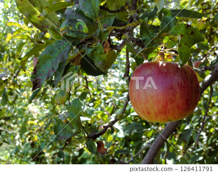 A red apple hanging from a tree A red apple hanging from a tree 126411791