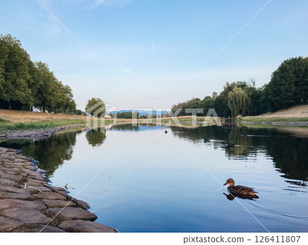 A duck is swimming in a lake with a clear blue sky in the background A duck is swimming in a lake with a clear blue sky in the background 126411807