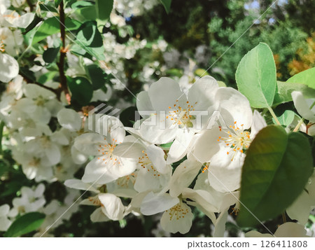 A close up of a white flower with green leaves 126411808