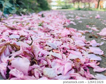 Pink flower petals scattered on the ground 126411828