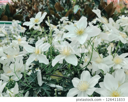 A bunch of white flowers are in a garden 126411833