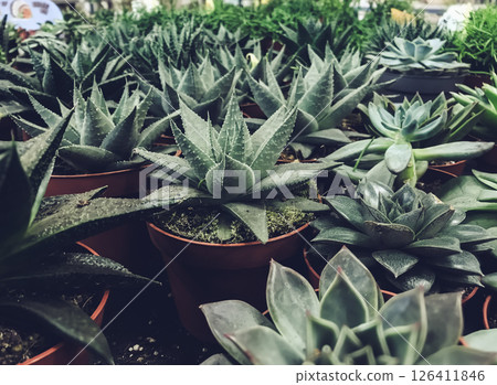 Bunch of potted plants with green leaves and one of them has a yellow label 126411846