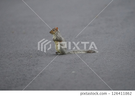 Toub Hi Hiris Toub Hi Hiris 126411862