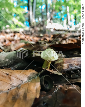 A mushroom is sitting on a pile of leaves A mushroom is sitting on a pile of leaves 126411874