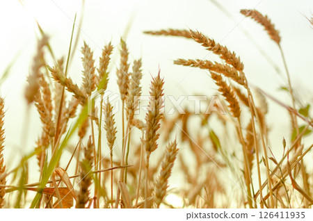 A field of wheat is shown in the foreground and background 126411935
