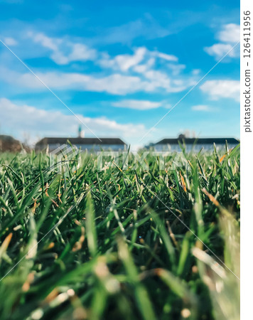 A close up of a green field with a blue sky in the background A close up of a green field with a blue sky in the background 126411956