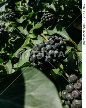 A bunch of black berries are hanging from a vine 126411967