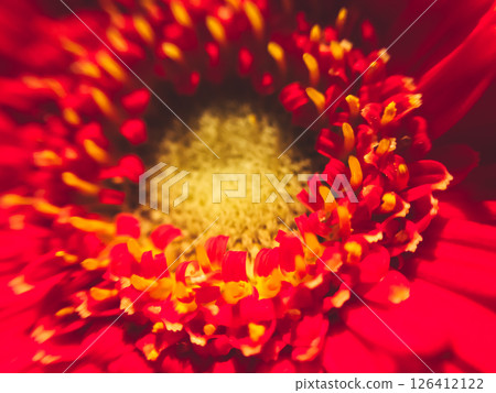 A close up of a red flower with yellow and orange petals A close up of a red flower with yellow and orange petals 126412122