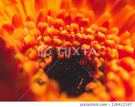 The image is of a close up of a flower with a red center and orange petals 126412147