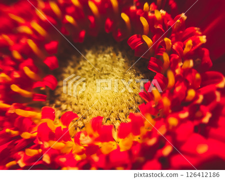 A close up of a red and yellow flower with a yellow center 126412186