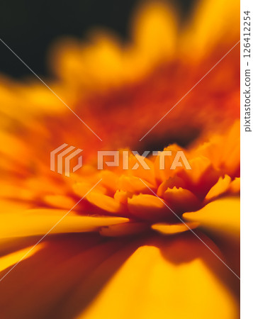A close up of a yellow flower with a dark background 126412254