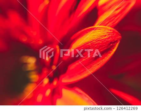 A close up of a red flower with a yellowish tint 126412269