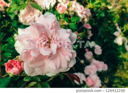 A close up of a pink flower with green leaves 126412298