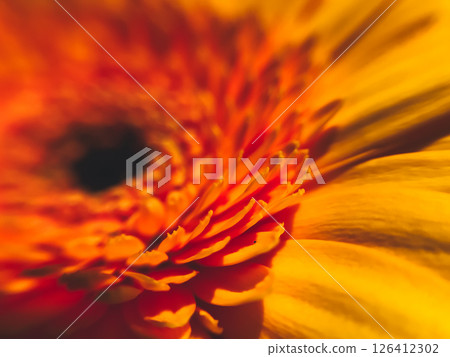 A close up of a yellow flower with a dark center 126412302