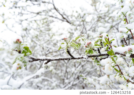 Frost and Spring Snow: Hidden Dangers Threatening Blooming Fruit Trees and Future Harvests  126413258