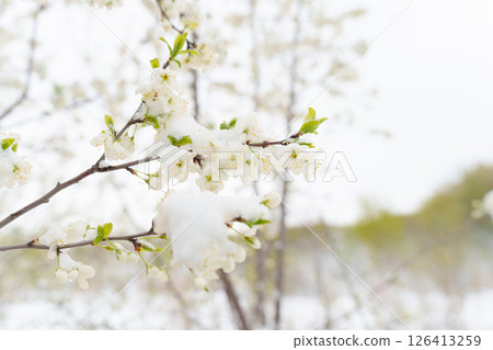 Blooming Fruit Trees Under Spring Snow: Harvest Threatened by Unseasonable Weather Conditions  126413259