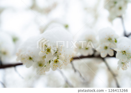 Hidden Threat to Harvest: Spring Snow Blankets Blooming Fruit Trees in a Frosty Embrace  126413266