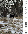 Small Long-Haired Dog Walking Outdoors in Winter Park 126413277