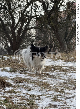 Small Long-Haired Dog Walking Outdoors in Winter Park Small Long-Haired Dog Walking Outdoors in Winter Park 126413277