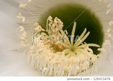 Detailed view of a blooming cactus flower with prominent stamens and pistil Detailed view of a blooming cactus flower with prominent stamens and pistil 126413878