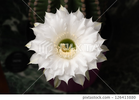 Blooming white Queen of the Night cactus flower in dark with detailed center 126413880