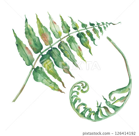 Two fern leaves are hand-drawn on a white background. Watercolor illustration of the green leaves of a forest plant. Isolated. A botanical element for decorating postcards, invitations, wallpapers and Two fern leaves are hand-drawn on a white background. Watercolor illustration of the green leaves of a forest plant. Isolated. A botanical element for decorating postcards, invitations, wallpapers and 126414192