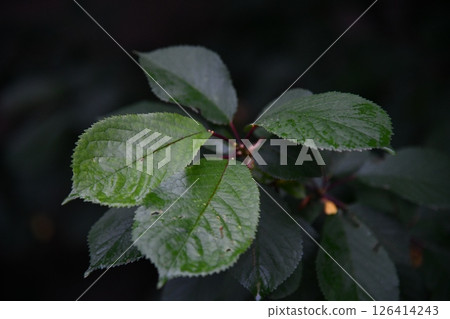 Cherry on the branches with green 126414243