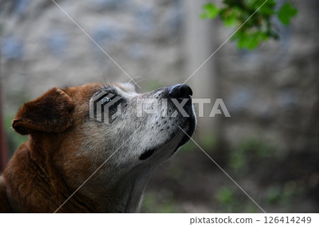 Beautiful ginger husky dog playing with girl in autumn colors. Feeling portrait of woman and foxy dog close-up. Girl plays with white red husky in park in fresh air. Beautiful ginger husky dog playing with girl in autumn colors. Feeling portrait of woman and foxy dog close-up. Girl plays with white red husky in park in fresh air. 126414249