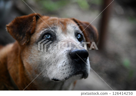 Beautiful ginger husky dog playing with girl in autumn colors. Feeling portrait of woman and foxy dog close-up. Girl plays with white red husky in park in fresh air. Beautiful ginger husky dog playing with girl in autumn colors. Feeling portrait of woman and foxy dog close-up. Girl plays with white red husky in park in fresh air. 126414250