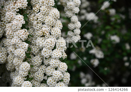 Daisy On White With Clipping 126414266