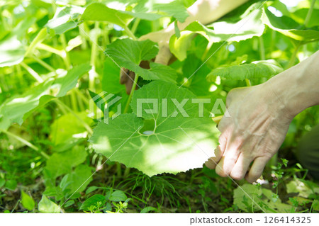 Harvest of butterbur 126414325