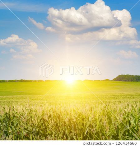 Sunrise on corn field with ears corn and blue sky with white clouds. 126414660