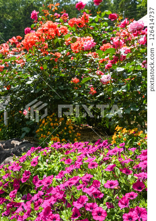 Jingu Rose Garden Jingu Rose Garden 126414737