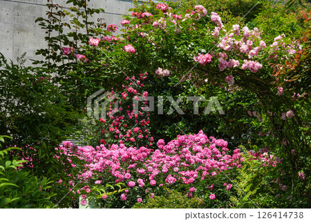 金谷玫瑰園 金谷玫瑰園 126414738
