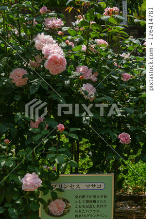 Jingu Rose Garden Jingu Rose Garden 126414781