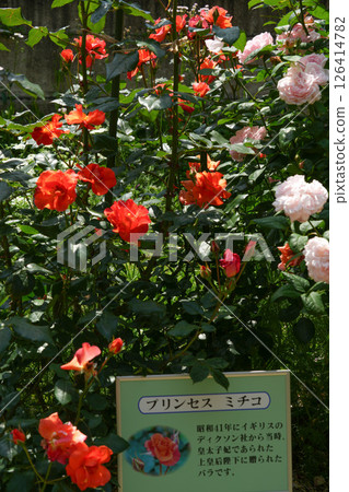 金谷玫瑰園 金谷玫瑰園 126414782