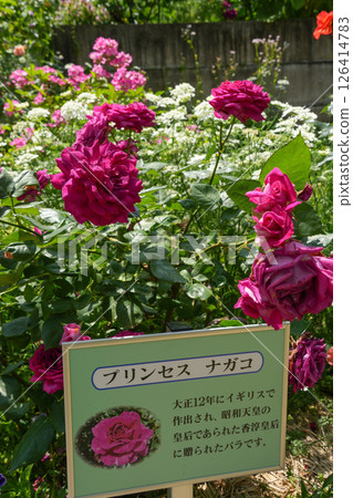 Jingu Rose Garden Jingu Rose Garden 126414783
