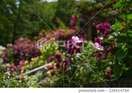 Jingu Rose Garden 126414784