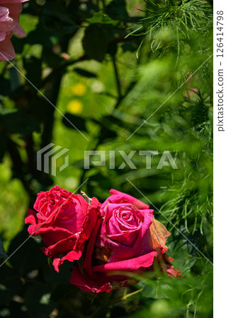 Jingu Rose Garden Jingu Rose Garden 126414798