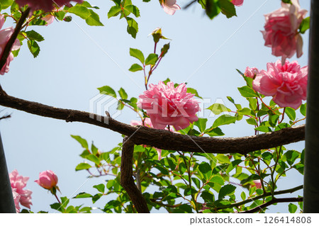 Jingu Rose Garden Jingu Rose Garden 126414808