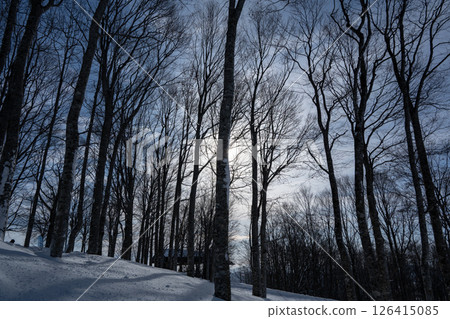 滑雪場斜坡風光 長野縣白馬村 126415085